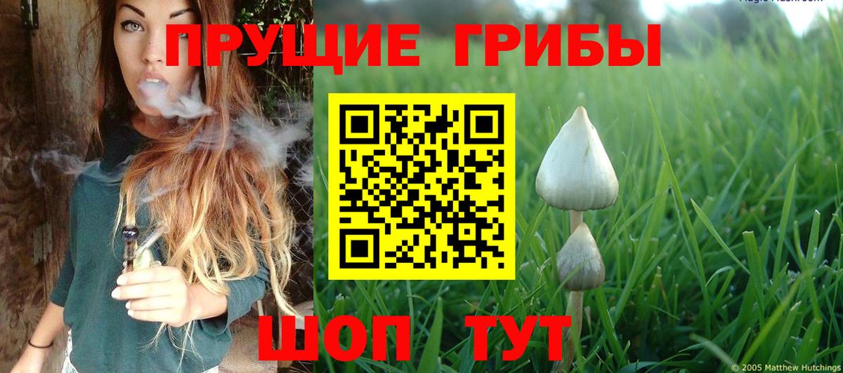 Галлюциногенные грибы Psilocybe Шебекино